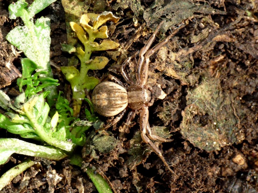 Thomisidae da identificare